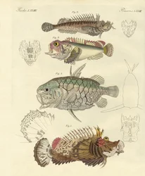 奇妙な魚（彩色された彫刻
