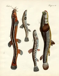 奇妙な魚（彩色された彫刻