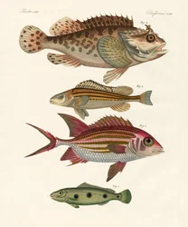 奇妙な魚（彩色された彫刻