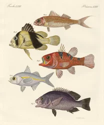 奇妙な魚（彩色された彫刻