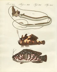 奇妙な魚