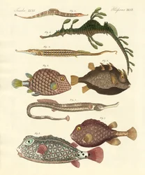 奇妙な魚