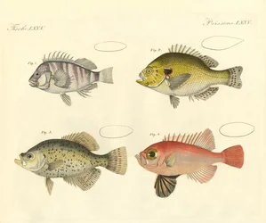 シーバス科の奇妙な魚（彩色彫刻