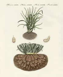 奇妙な植物
