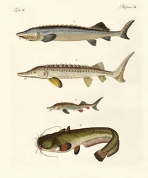 奇妙な川の魚