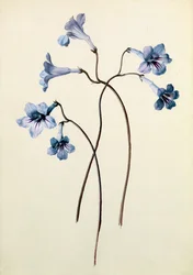 Streptocarpus、1790年頃（紙にトイレ）