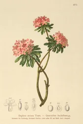 横紋ダフネ（Daphne striata）