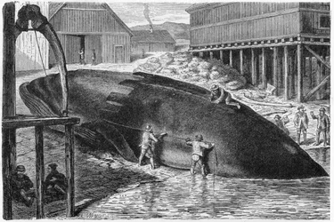 1893年にフィンランドでクジラから頬骨をはがす