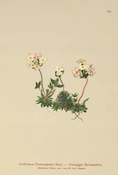 Sweetflowerロックジャスミン（Androsace Chamaejasme）