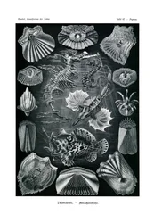 Teleostei、1899-1904