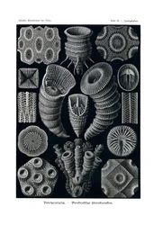 Tetracoralla、1899-1904