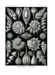 タラモフォラ、1899〜1904