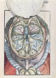 脳は、1583年にドレスデンで出版されたGeorg Bartisch（1535-1636）によるOphthalmodouleiaから（色付きの木版画）