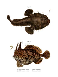 The Monkfish（カラーリトグラフ
