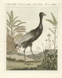 黄金色のトランペットの鳥（カラーエングレービング