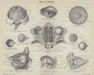 人間の目（彫刻
