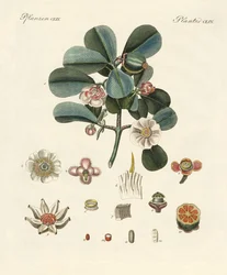 薔薇色のクルージア（彩色彫刻