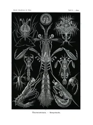Thoracostraca、1899-1904