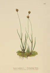 3殻のラッシュ（Juncus triglumis）