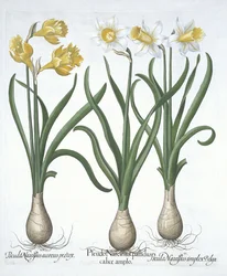Hortus Eystettensisからの3つのPseudo-Narcissi、Basil Besler（1561-1629）pub。 1613（手描きの彫刻）