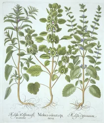 Hortus Eystettensisからの3種類のバーム、Basil Besler（1561-1629）、パブ。 1613（手塗りの彫刻）
