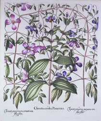 Hortus Eystettensisからの3種類のクレマチス、Basil Besler（1561-1629）、パブ。 1613（手塗りの彫刻）