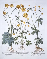 Hortus Eystettensisからのバターカップの3つの品種、バジルベスラー（1561-1629）、パブ。 1613（手描きの彫刻）