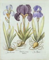Basil Besler（1561-1629）pubによるHortus Eystettensisからの根茎のヒゲのない3つのアイリス。 1613（手描きの彫刻）