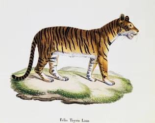 タイガー（Felis tigris）、Johann Christian Daniel von Schreber（1739-1810）著「Mammals illustrated from Nature with descriptions」より、A Fleischmannが描いた絵の後にIC Bockが彫ったもの、第3巻、表98 A、ドイツ