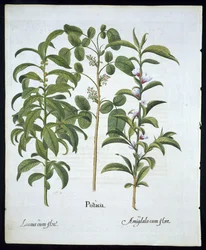 タイトル：ピスタチオナッツ、ベイツリー（Laurus Nobilis）、およびアーモンド、Hortus Eystettensisのプレート6、バジルベスラー（1561〜1629）、パブ1613（手描きの彫刻）