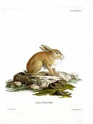 Tolai Hare (カラー・エングレービング)