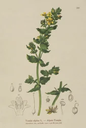 トッツィア（Tozzia alpina）
