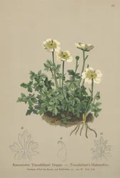 Traunfellners Crowfoot（ラナンキュラストラウンフェルネリ）