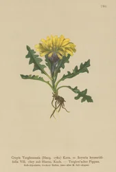 Triglav Hawksbeard（Crepis Terglouensis、Soyeria hyoseridifolia sub Hierac。）