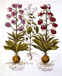 タークスキャップリリーとエンチャンターナイトシェード、Hortus Eystettensis出身、Basil Besler（1561-1629）、パブ。 1613（手描きの彫刻）