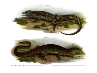 二面性のあるNeusticurus（カラーリトグラフ