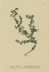 2フラワーサンドワート（Arenaria biflora）