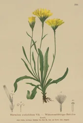 アンブレラミルクウォート（Hieracium staticefolium、Hieracium staticifolium、Tolpis staticifolia、Chlorocrepis staticifolium、Chlorocrepis staticifolia）