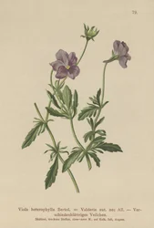ヴァルデリアバイオレット（Viola heterophylla、Viola Valderia）