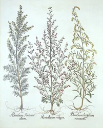 Hortus Eystettensisからのよもぎのバリエーション、Basil Besler（1561-1629）、パブ。 1613（手塗りの彫刻）