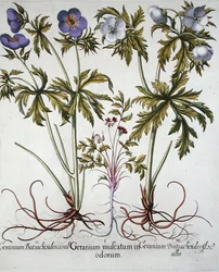 ゼラニウムの品種、バジル・ベスラー（1561-1629）の「Hortus Eystettensis」より、1613年に出版。1613年（手彩色彫刻）。