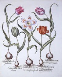 Hortus EystettensisからのバジルBesler（1561-1629）によるパブの品種のチューリップ。 1613（手描きの彫刻）