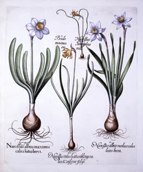 Hortus EystettensisのさまざまなNarcissi、バジルベスラー（1561-1629）、パブ。 1613（手描きの彫刻）