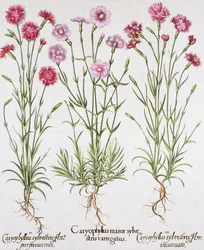 さまざまな種類のナデシコ、Hotus EystettensisによるBasil Besler（1561-1629）、pub。 1613（手描きの彫刻）