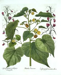 Hortus EystettensisのVelvetleafとSweet Peas、Basil Besler（1561-1629）、パブ。 1613（手塗りの彫刻）
