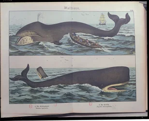 捕鯨とマッコウクジラ、哺乳類の自然史（1861）、ゴッテルフハインリッヒフォンシューベルト（1780-1860）、シュトゥットガルト、1886年に出版（カラー彫刻）
