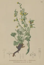 ホワイトジェネピ（Artemisia mutellina、Artemisia umbelliformis）