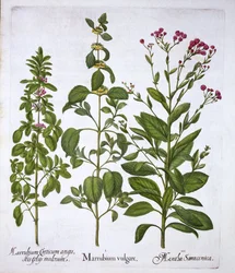 Hortus Eystettensisのホワイトホレハウンド、ホレハウンドとミント、バジルベスラー（1561-1629）、パブ。 1613（手塗りの彫刻）
