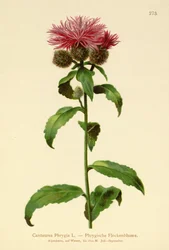 ウィッグナップウィード（Centaurea Phrygia）