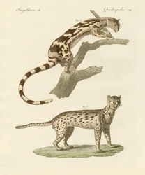 野生動物